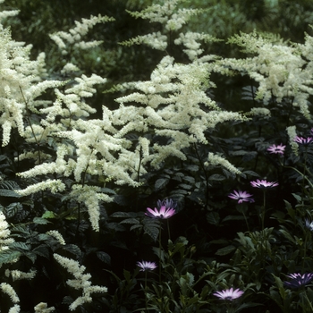 Astilbe x arendsii 'Bridal Veil®' (005190)