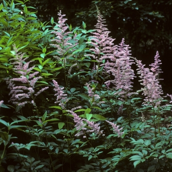 Astilbe x arendsii 'Cattleya' (005194)