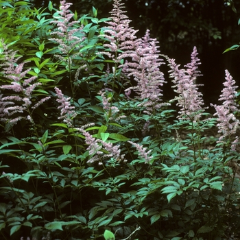 Astilbe x arendsii 'Cattleya' (005195)