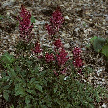 Astilbe x arendsii 'Elise Schluck' (005196)