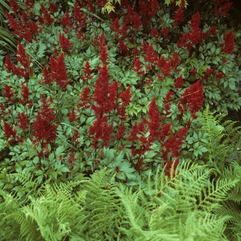 Astilbe x arendsii 'Fanal' (005200)