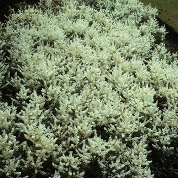 Astilbe x arendsii 'Gladstone' (005202)