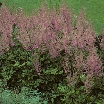 Astilbe x arendsii 'Hyacinth' (005208)