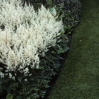 Astilbe x arendsii 'Irrlicht' (005209)