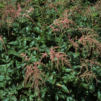 Astilbe x thunbergii 'Ostrich Plume(Straussenfeder)' (005213)