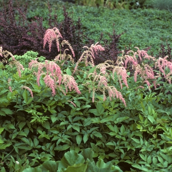 Astilbe x thunbergii 'Ostrich Plume(Straussenfeder)' (005214)