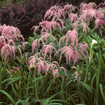 Astilbe x thunbergii 'Ostrich Plume(Straussenfeder)' (005215)