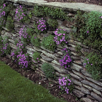 Aubrieta deltoides '' (005224)