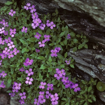 Aubrieta deltoides '' (005225)