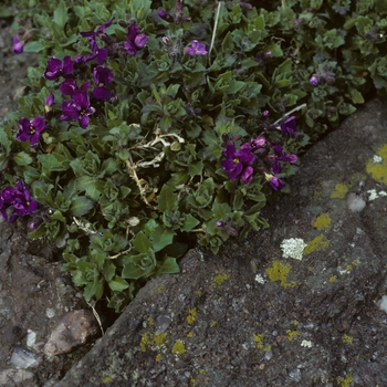 Aubrieta intermedia '' (005227)