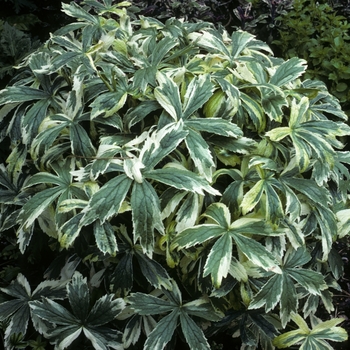 Astrantia major 'Sunningdale Variegated' (005235)