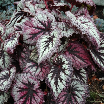 Begonia rex-cultorum 'Fireworks' (005244)