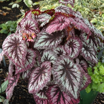 Begonia rex-cultorum 'Fireworks' (005245)