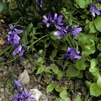 Babiana stricta 'Tubergen Blue' (005255)