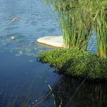 Bacopa caroliniana '' (005256)