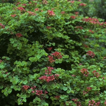 Bauhinia galpinii '' (005258)