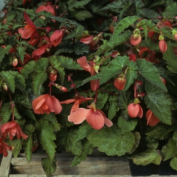 Begonia x tuberhybrida 'Chanson' (005284)