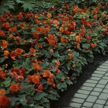 Begonia x tuberhybrida Nonstop® 'Series' (005285)