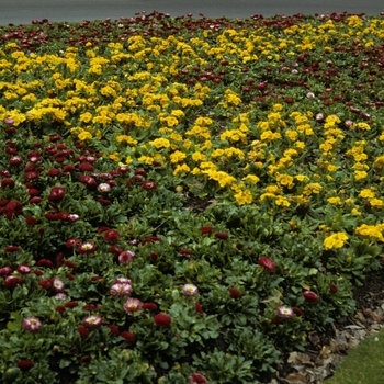 Bellis perennis '' (005290)