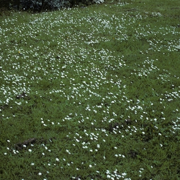 Bellis perennis '' (005291)