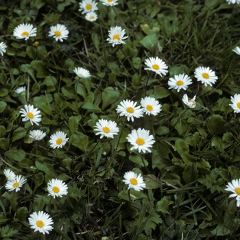 Bellis perennis '' (005292)