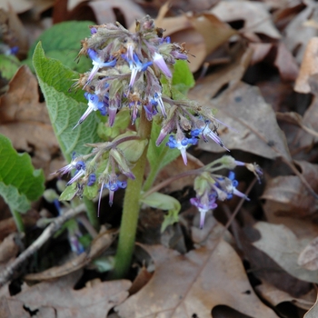 Trachystemon orientalis '' (005309)