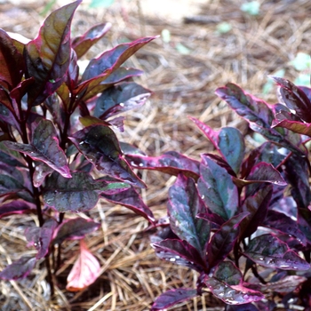 Pseuderanthemum atropurpureum 'Kaleidoscope' 