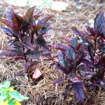 Pseuderanthemum atropurpureum 'Kaleidoscope' (005322)