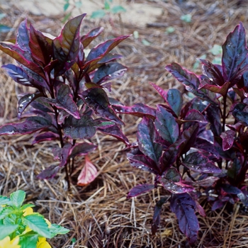 Pseuderanthemum atropurpureum 'Kaleidoscope' (005323)