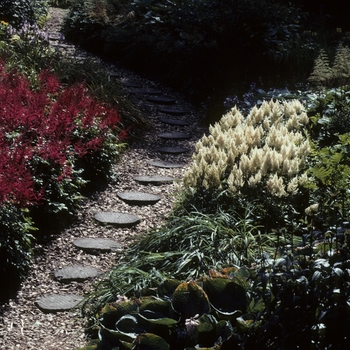 Astilbe x arendsii 'Feuer' (005326)