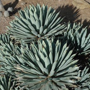 Agave macroacantha '' (005327)