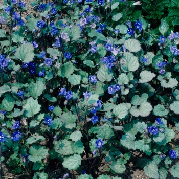 Phacelia campanularia '' (005335)