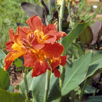 Canna x generalis 'Bugle Boy' (005347)