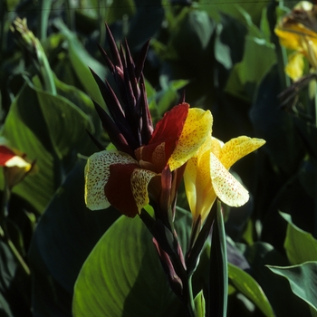 Canna x generalis 'Cleopatra' (005352)