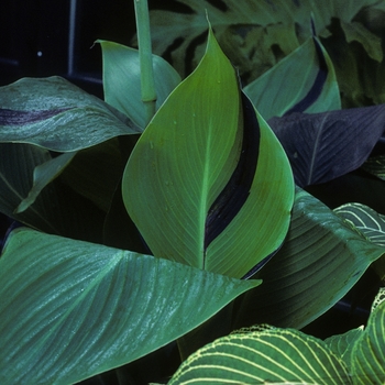 Canna x generalis 'Cleopatra' (005353)