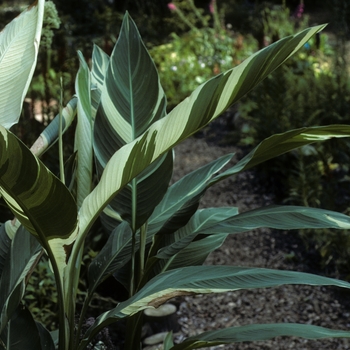 Canna x generalis 'Stuttgart' (005366)