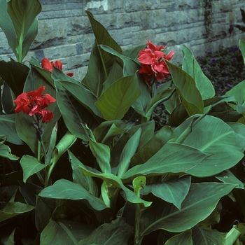 Buy Bengal Tiger Canna Lily, FREE SHIPPING, Wilson Bros Gardens