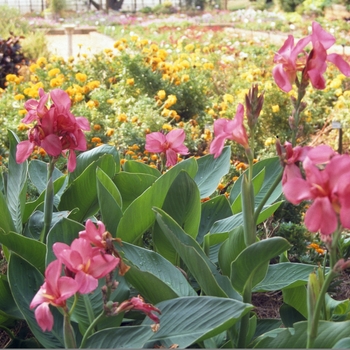 Canna x generalis 'Tropical Rose' (005370)