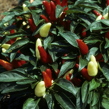 Capsicum annuum 'Treasure Red' (005384)