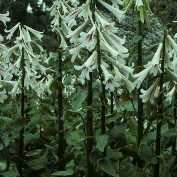 Cardiocrinum giganteum '' (005387)