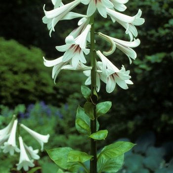 Cardiocrinum giganteum '' (005388)