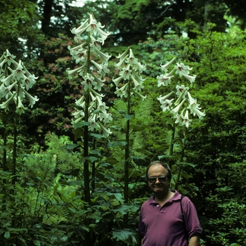 Cardiocrinum giganteum '' (005389)