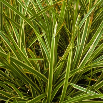 Carex morrowii 'Ice Dance' (005398)