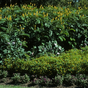 Cassia (Senna) alata '' (005407)