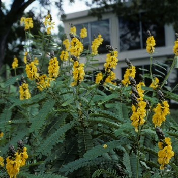 Cassia (Senna) didymobotrya '' (005411)