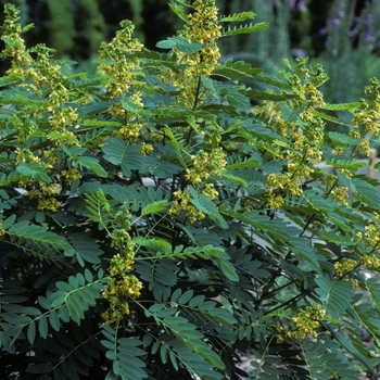 Cassia (Senna) marilandica '' (005414)