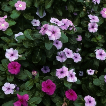 Catharanthus roseus 'Caribbean Lavender' (005416)