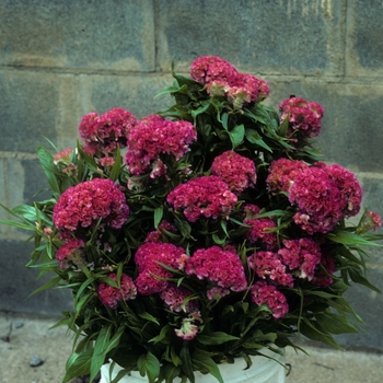 Celosia argentea var. cristata 'Peach Glow' (005443)