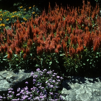 Celosia argentea var. plumosa 'Apricot Brandy' (005446)