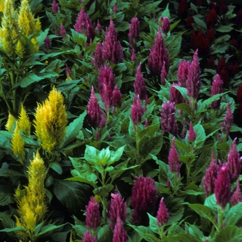 Celosia argentea 'Castle series' (005449)